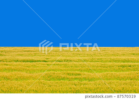 Ukrainian flag-like landscape 87570319