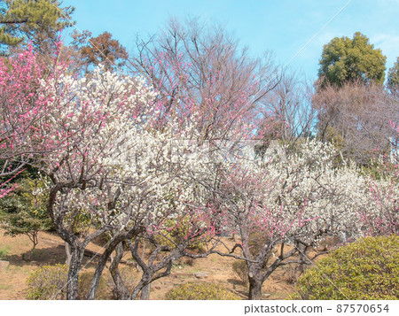 大倉山的梅花 87570654
