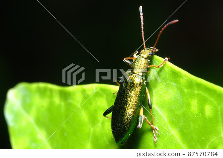 White-tailed beetle White-tailed beetle 87570784