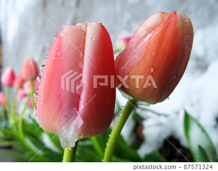 Thaw tulips close-up salmon pink 87571324