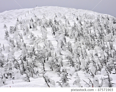 Yamagata Zao Jizodake Rime on the north slope Yamagata Zao Jizodake Rime on the north slope 87571903