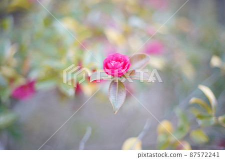 Sasanqua flower old lens Sasanqua flower old lens 87572241