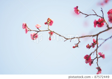 好天氣裡的梅林老鏡頭 好天氣裡的梅林老鏡頭 87572449