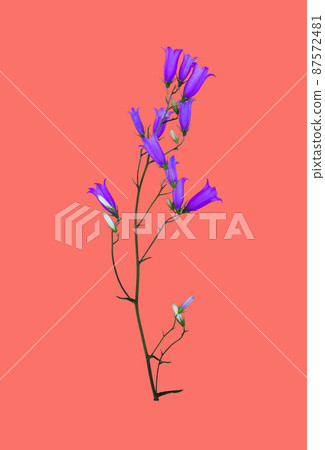 wildflower bluebell isolated on color Living Coral background wildflower bluebell isolated on color Living Coral background 87572481