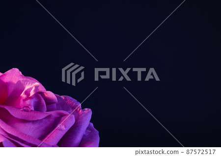 Morning dew. Nature beauty. Macro flower background. Pink rose petals with water droplets on black Morning dew. Nature beauty. Macro flower background. Pink rose petals with water droplets on black 87572517