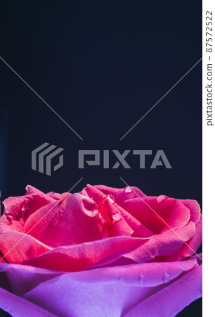 Flower macro background. Neon pink rose petals with water droplets closeup. Flower macro background. Neon pink rose petals with water droplets closeup. 87572522