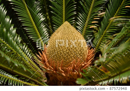 A big cycad "flower"? Is it? A big cycad "flower"? Is it? 87572948