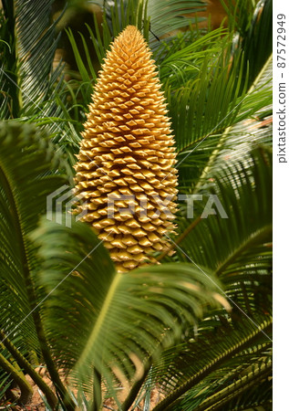 A big cycad "flower"? Is it? A big cycad "flower"? Is it? 87572949