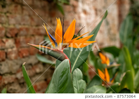 Blooming Bird of Paradise flower (Strelitzia reginae) among green leaves 87573064