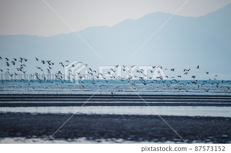 黃昏時海鷗在大敷海岸飛來飛去的落日風景 87573152