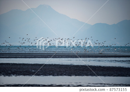 黃昏時海鷗在大敷海岸飛來飛去的落日風景 黃昏時海鷗在大敷海岸飛來飛去的落日風景 87573155