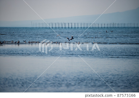 黃昏時海鷗在大敷海岸飛來飛去的落日風景 87573166