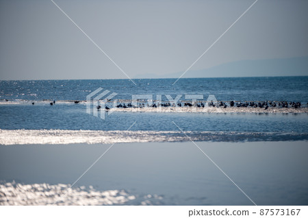 黃昏時海鷗在大敷海岸飛來飛去的落日風景 黃昏時海鷗在大敷海岸飛來飛去的落日風景 87573167