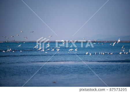 黃昏時海鷗在大敷海岸飛來飛去的落日風景 87573205