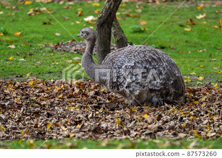 Darwin's rhea, Rhea pennata also known as the lesser rhea. 87573260