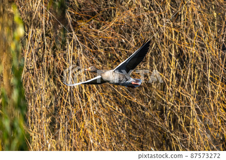 The flying greylag goose, Anser anser is a species of large goose 87573272