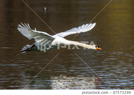 Mute swan, Cygnus olor flying over a lake in the English Garden in Munich, Germany Mute swan, Cygnus olor flying over a lake in the English Garden in Munich, Germany 87573299