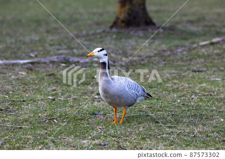 The bar-headed goose, Anser indicus seen in English Garden in Munich 87573302
