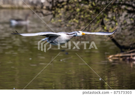 The bar-headed goose, Anser indicus flying over a lake in English Garden in Munich The bar-headed goose, Anser indicus flying over a lake in English Garden in Munich 87573303