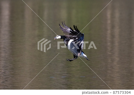 Barnacle goose, Branta leucopsis flying over a lake near Munich in Germany. Barnacle goose, Branta leucopsis flying over a lake near Munich in Germany. 87573304