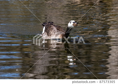 Barnacle goose, Branta leucopsis at a lake near Munich in Germany. 87573305