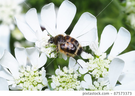 Cetoniinae 棲息在 Orlaya 花上 87573373