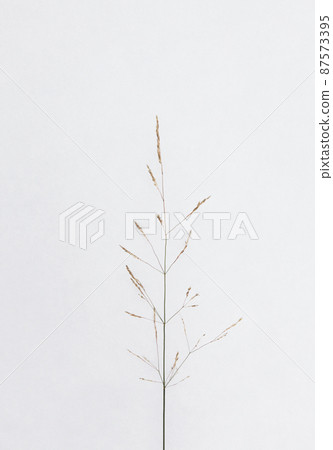 If you look closely at the weeds that disturb you in gardening, they are delicate and beautiful. 87573395