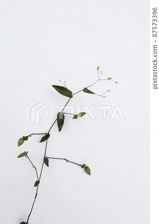 If you look closely at the weeds that disturb you in gardening, they are delicate and beautiful. If you look closely at the weeds that disturb you in gardening, they are delicate and beautiful. 87573396