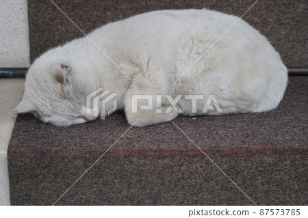 Nami-chan, the cat of Imado Shrine in Asakusa 87573785