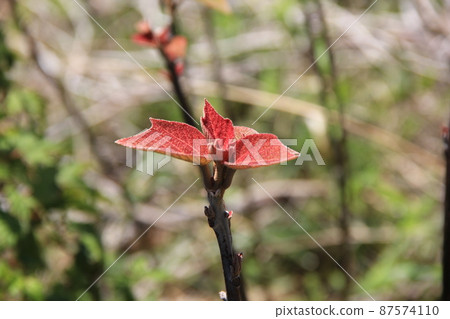 “Akamega 皺紋”的紅芽(嫩葉)部分,名稱由此而來 “Akamega 皺紋”的紅芽(嫩葉)部分,名稱由此而來 87574110