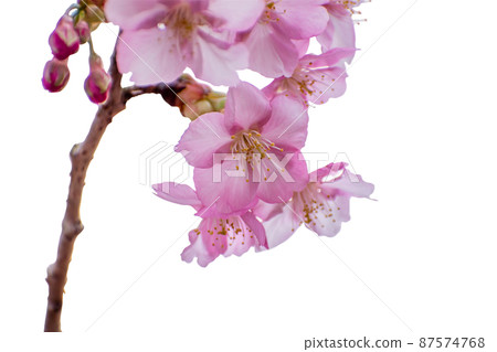 Kawazu cherry blossom close-up photo cutout collage material Kawazu cherry blossom close-up photo cutout collage material 87574768