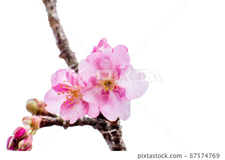 Kawazu cherry blossom close-up photo cutout collage material Kawazu cherry blossom close-up photo cutout collage material 87574769