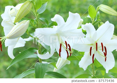 Large lily white flower Casablanca green natural background Large lily white flower Casablanca green natural background 87575436