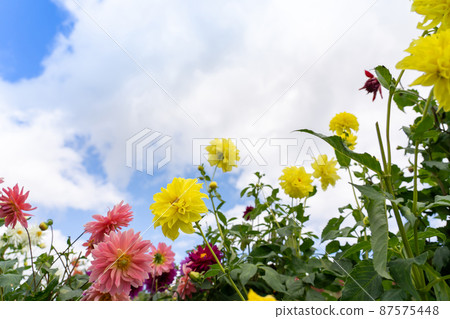 Takashima City, Shiga Prefecture Autumn Biwako Colorful dahlia spreading on the summit of Mt. Hakodate Takashima City, Shiga Prefecture Autumn Biwako Colorful dahlia spreading on the summit of Mt. Hakodate 87575448