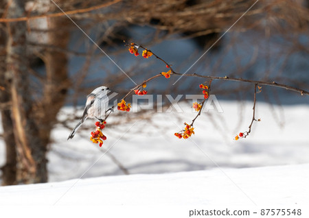 Snow Fairy @ Shimaenaga 87575548