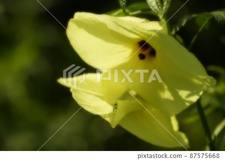 Okra's Flower 87575668