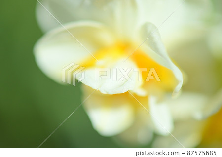 Narcissus seen by macro lens Narcissus seen by macro lens 87575685