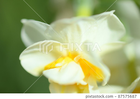 Narcissus seen by macro lens 87575687