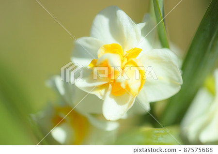 微距鏡頭看到的水仙 微距鏡頭看到的水仙 87575688