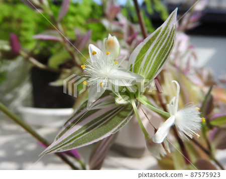 蒲公英花“Tradescancia” 蒲公英花“Tradescancia” 87575923