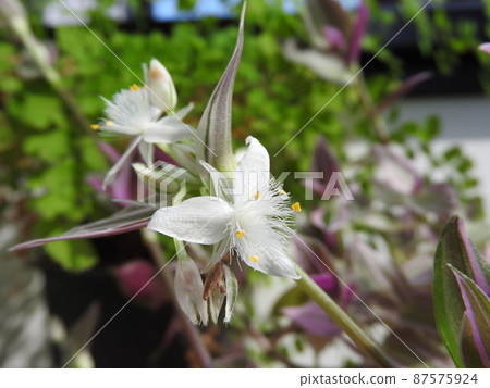 蒲公英花“Tradescancia” 蒲公英花“Tradescancia” 87575924