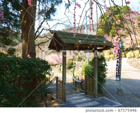 Weeping plum and garden gate 87575946