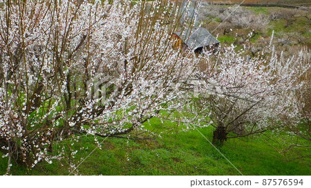 Plum forest Plum forest 87576594