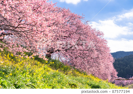 《靜岡縣》南水町盛開的河津櫻花 87577194