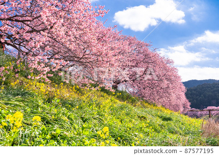 《靜岡縣》南水町盛開的河津櫻花 《靜岡縣》南水町盛開的河津櫻花 87577195