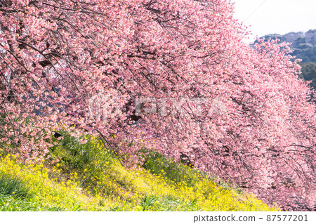 《Shizuoka Prefecture》 Kawazu cherry blossoms in full bloom, Minamiizu Town 87577201