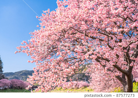 《靜岡縣》南水町盛開的河津櫻花 87577273