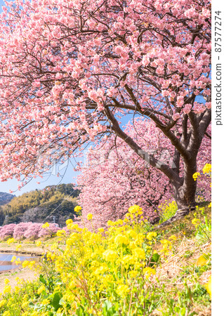 《Shizuoka Prefecture》 Kawazu cherry blossoms in full bloom, Minamiizu Town 87577274
