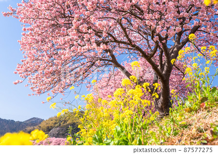 《Shizuoka Prefecture》 Kawazu cherry blossoms in full bloom, Minamiizu Town 87577275