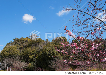 掛川城堡和掛川櫻花 87577452